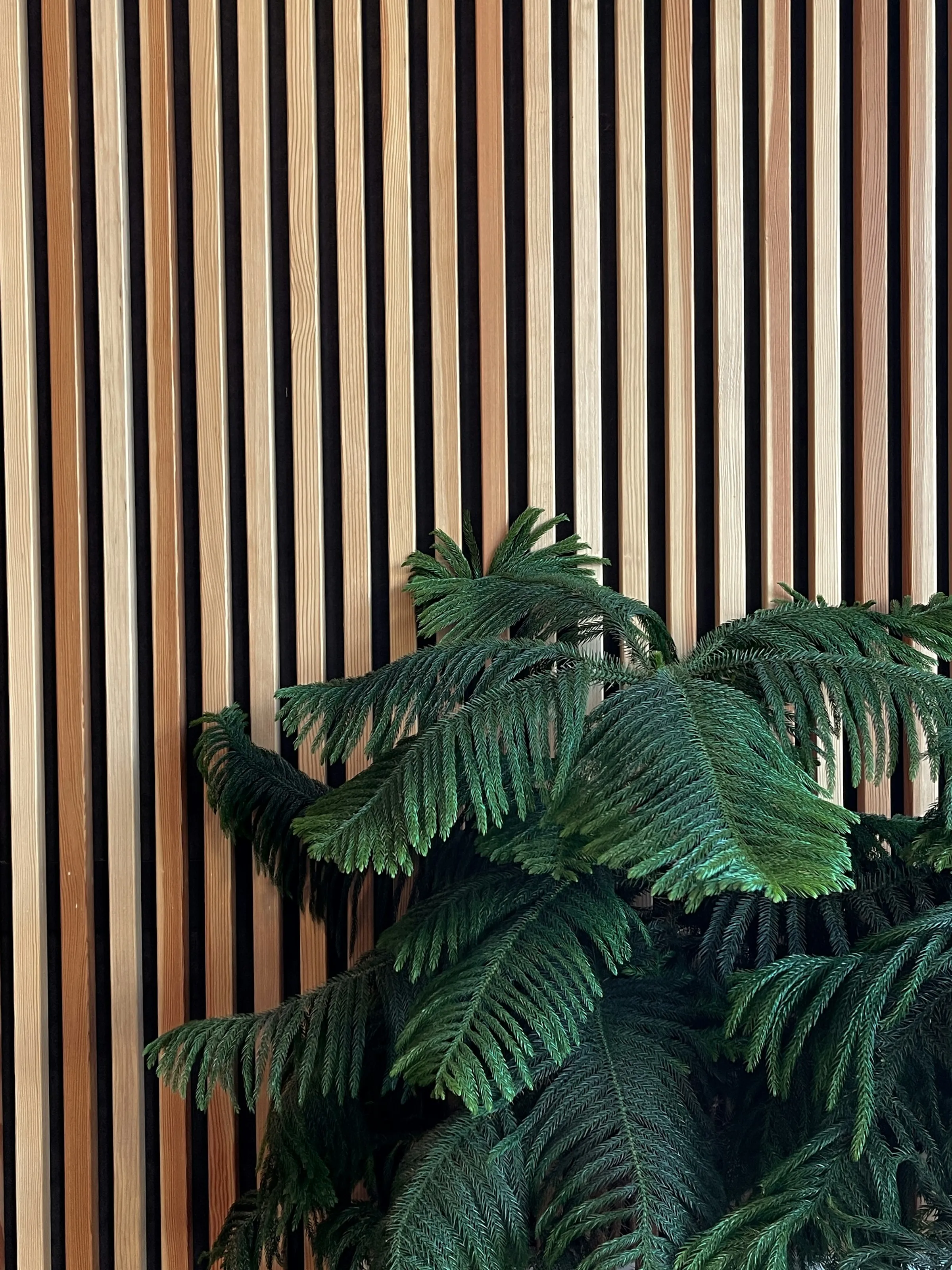 Slatted oak wall with a leafy green plant in front of it